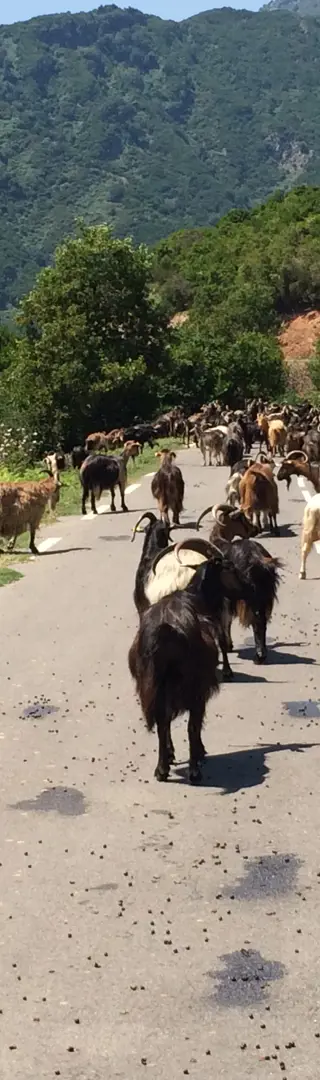 Tiere haben Vortritt